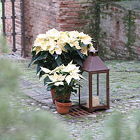 Matrimonio invernale Bagnara