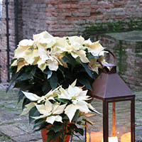 Matrimonio invernale Bagnara